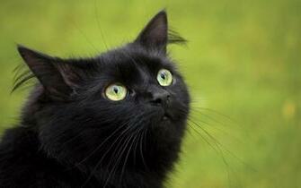 HD Cats Wallpaper With A Black Cat Green Eyes