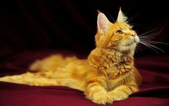Maine Coon Cats Desktop Wallpaper Picture X Orinoco