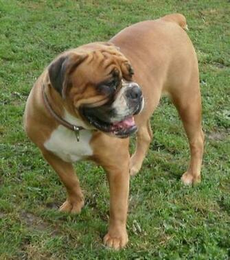 Olde English Bulldogge Style Bulldog Breeder