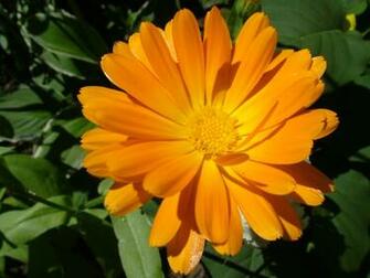 This Image To Full Resolution Sunny Orange Flower Photo