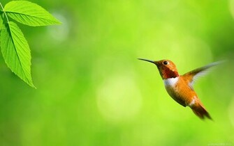 Bird Wallpaper Resolution