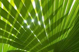 Tropical Palm Leaf By Amanda And Christopher Elwell