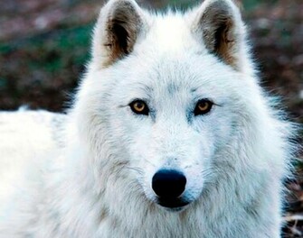 Lonely Arctic Wolf Wallpaper Walltor