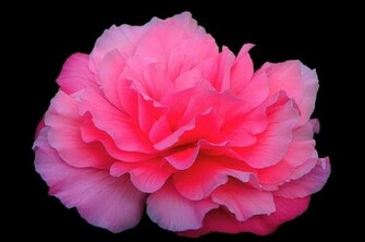 Shocking Pink Wallpaper