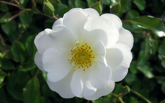 Rose Flower Wallpaper Wide Full HD