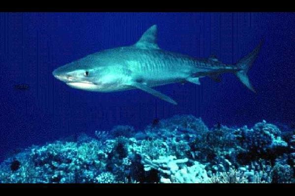 Tiger Shark Wallpaper HD Html