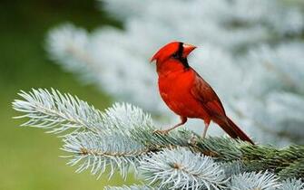 HD Wallpaper Northern Cardinal