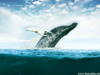 Whale Wallpaper Killer And Blue Whales HD