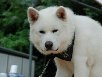 All Wallpaper Akita Puppies HD