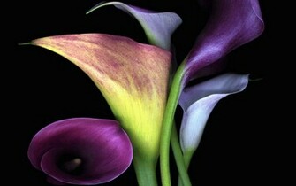The Pure And Sincere Calla Lilies Wallpaper Flower