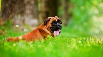 Boxer Dog Wallpaper HD Net