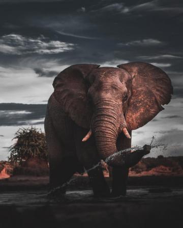 Elephant Wallpaper HD Hq