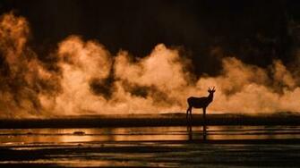 Wapiti Lower Geyser Basin Yellowstone National Park Wyoming