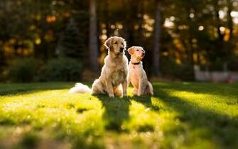 Golden Retriever Wallpaper Desktop