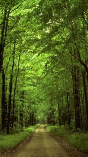 National Forest iPhone Wallpaper And 5s 5c