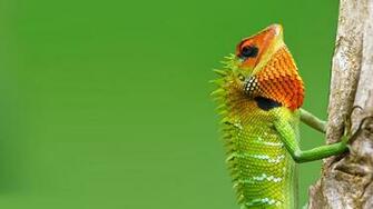 Lizard Wallpaper
