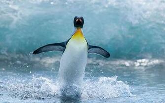 Penguin Running On Water Image For iPhone Blackberry iPad