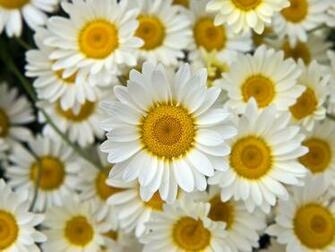 Flower Background Wallpaper HD Desktop