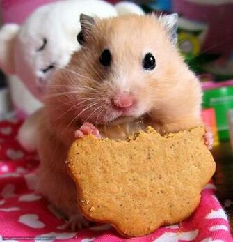 Hq H Mster Galletas Mastica Fotos Im Genes HD Y De