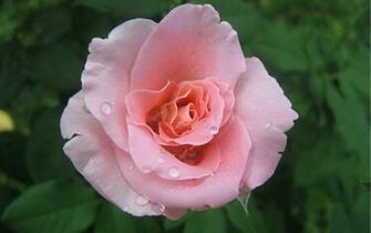 Pink Roses Widescreen Wallpaper