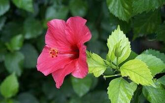 Hibiscus Desktop Wallpaper