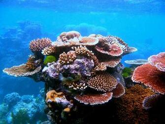 World Oceans Day Wallpaper