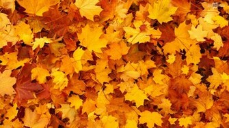 As The Leaves Turn Orange Yellow And Gold It Reminds Us Of Autumn