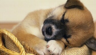 Collection Of Cute Baby Animal Wallpaper Pictures