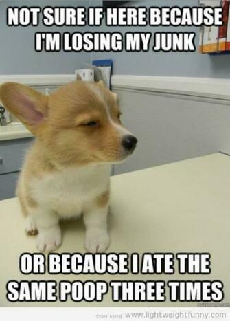 Corgi Pictures With Funny Sayings Corgie
