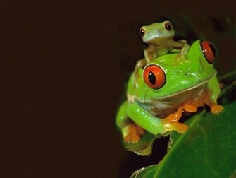 Frogs Wallpaper