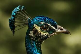 Peacock At Tata Steel Zoologic Resolution Wallpaper