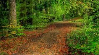 Walk In The Woods Wallpaper Open Walls