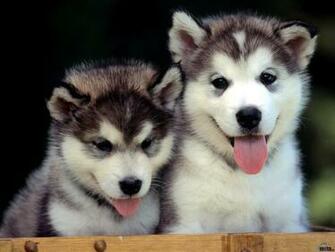 Wallpaper Alaskan Malamute X Desktop