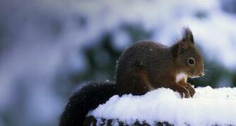 Squirrel Europ Isches Eichh Rnchen Sucht Im Schnee