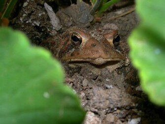 Horny Toad Wallpaper Image X