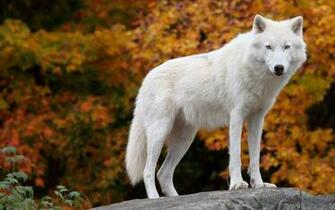Arctic Wolf Wallpaper