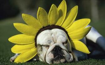 Funny Wallpaper For Desktop Cute Flower Dog Jpg