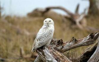 Snowy Owl Wallpaper HD S
