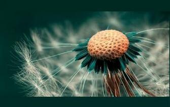 HD Wallpaper Photography