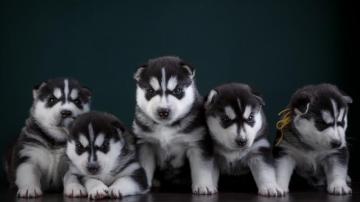 Little Funny Husky Puppies Desktop Wallpaper