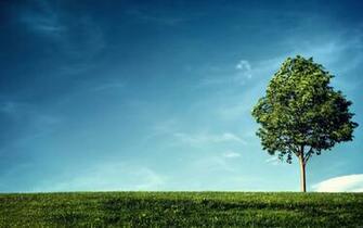 Asus Google Nexus Wallpaper Tree HD