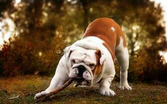 Bulldog Computer Wallpaper Desktop Background Id