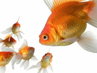Goldfish Wallpaper