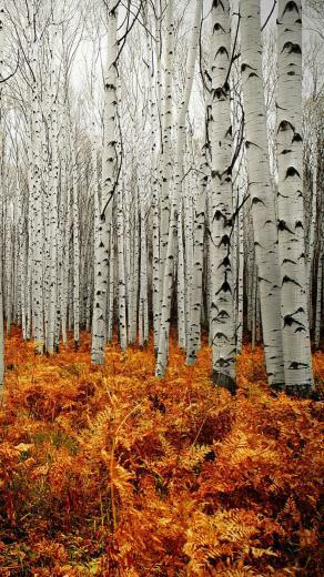 Aspen Tree Wallpaper Trees In Fall T Psnsu Org