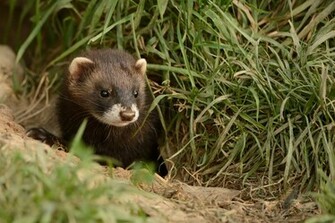 Animal Ferret Wallpaper