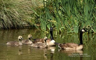 Wallpaper Nature Geese Canada Image