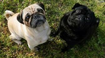 Pugs Wallpaper Photo Desktop