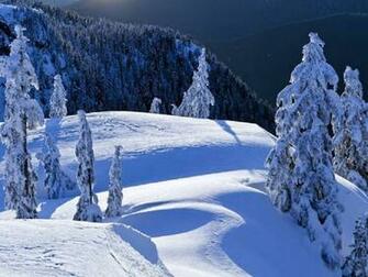 Winter In The Woods Wallpaper