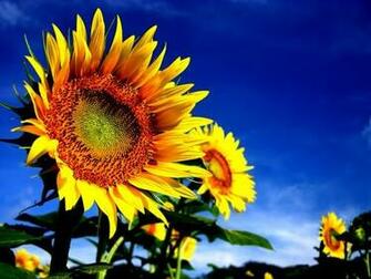 Sunflower Screensaver Screensavers