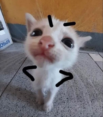 Silly Cat Angry Meme Funny Cute Adorable Kitty Meow Wallpaper